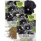Seed Needs Black Pansy Seeds to Plant a Gothic Butterfly Garden 2 Packs