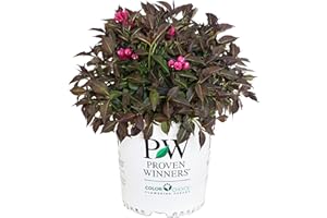 GREEN PROMISE FARMS Proven Winners - Weigela florida Spilled Wine (Weigela) Shrub, pink flowers, #2 - Size Container