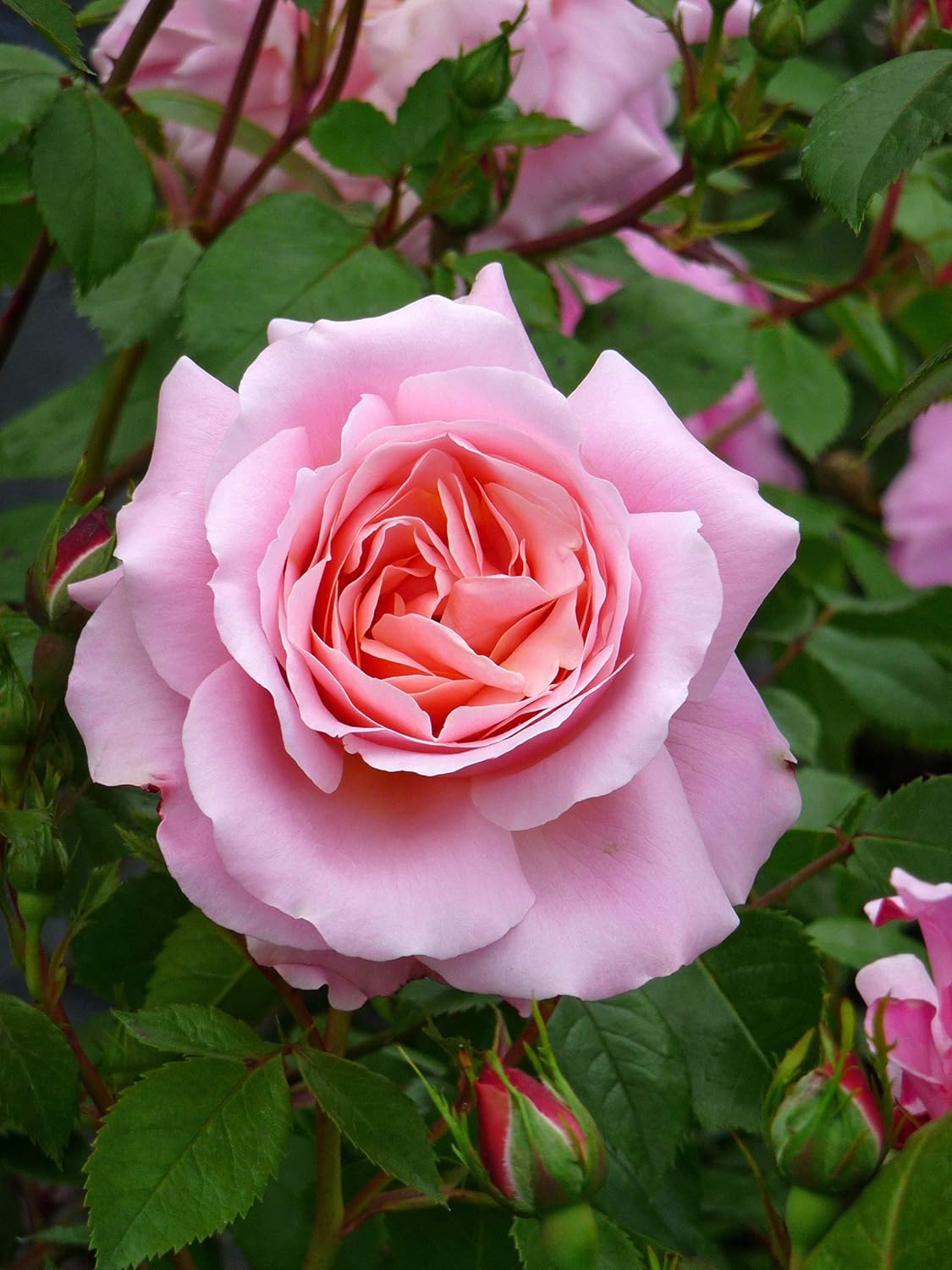 ROSE JILL'S ROSE Superb Personalised Plant & Flower Gifts For Christmas & All Occasions Amazon