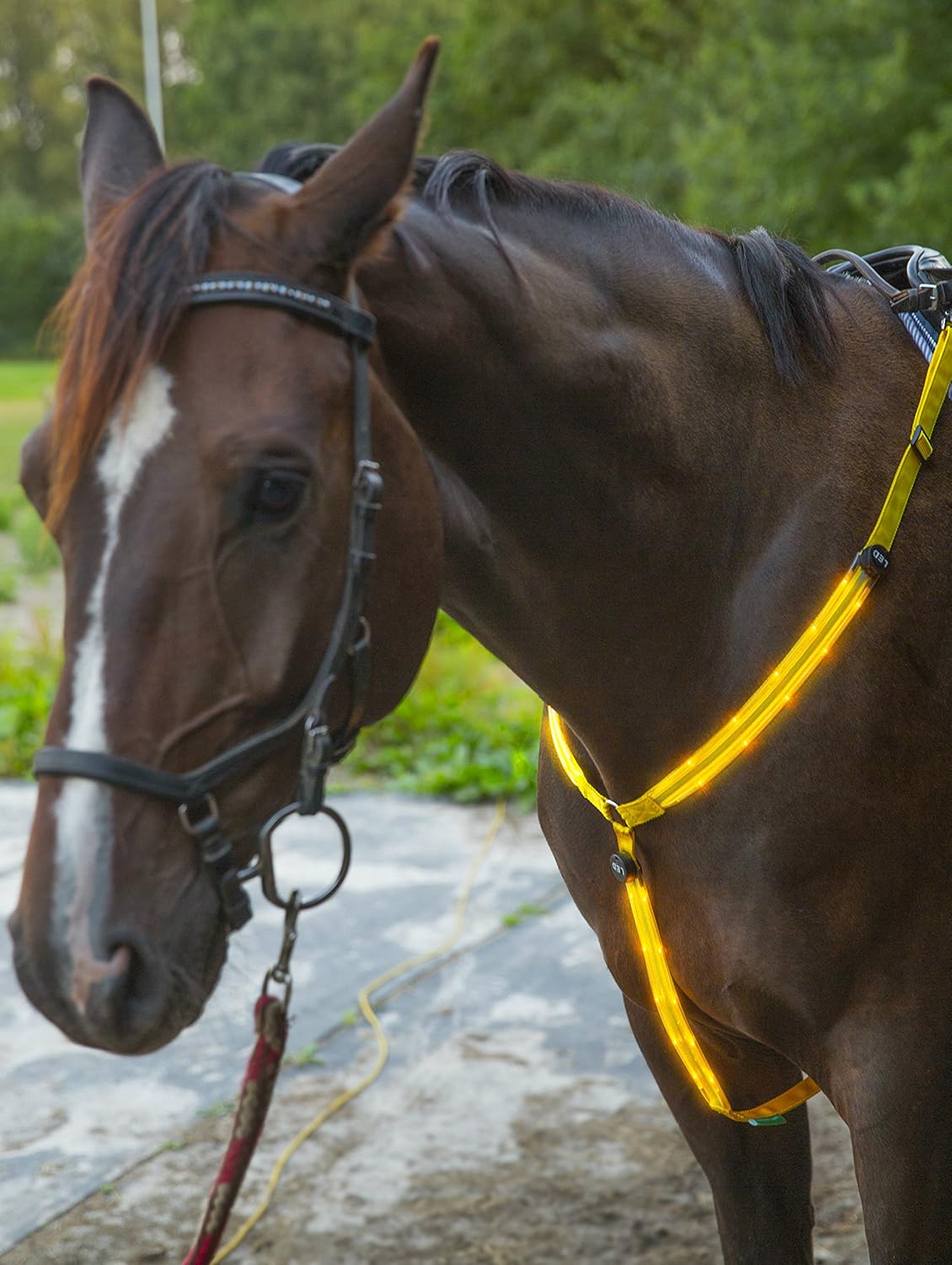 LED Horse Breastplate Collar USB Rechargeable Best High Visibility