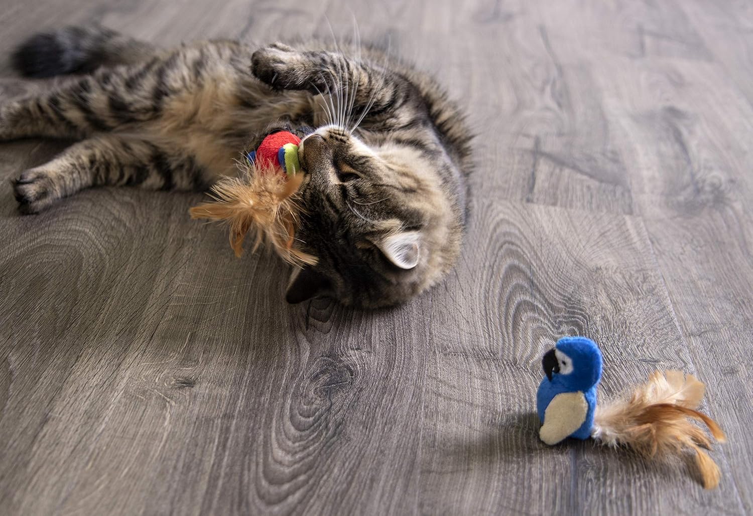Petlinks Parrot Tweet Touch Activated Cat Toy : Catnip Toys : Pet Supplies
