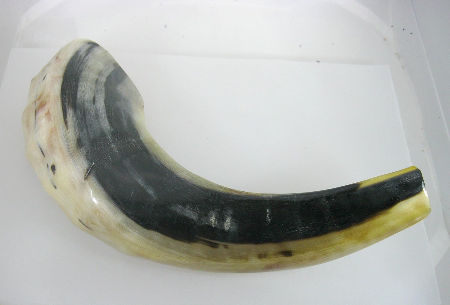 Shofar Schofar fur jüdischen Jom Kippur Kosher Naturhorn Amazon.de