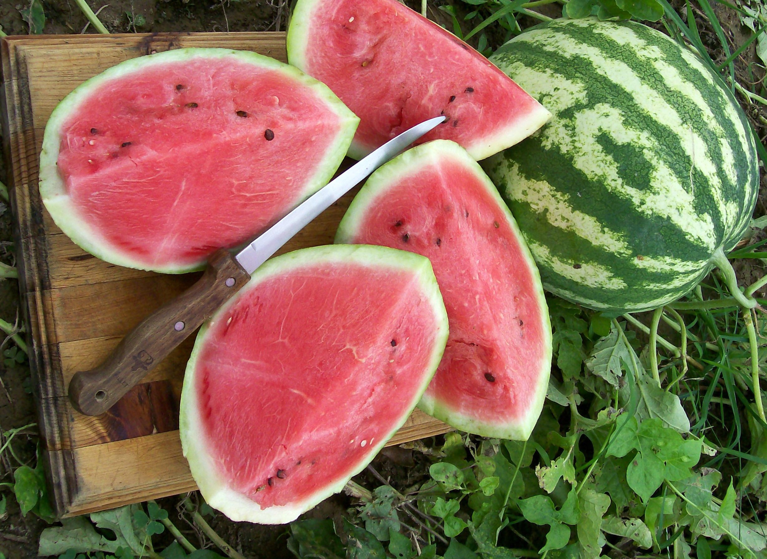 Premier Seeds Direct - Watermelon Seeds - Crimson Sweet - 60 SEEDS