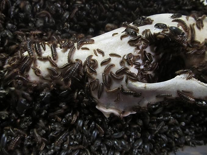 Walks Again Taxidermy Dermestid Beetles (5000+) Pet Supplies