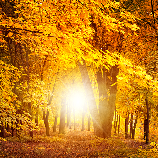 秋のライブ壁紙 Amazon Co Jp Appstore For Android