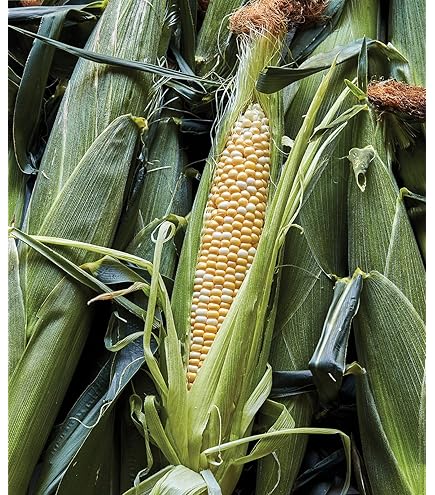 Amazon.com : Kandy Korn Hybrid Corn Garden Seeds - 20 Gram