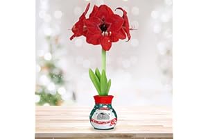 GSB GARDEN STATE BULB Garden State Bulb Polar Bear Sweater Amaryllis Flower Bulb, Red Lion, 28/30cm, Perfect Holiday Gift!