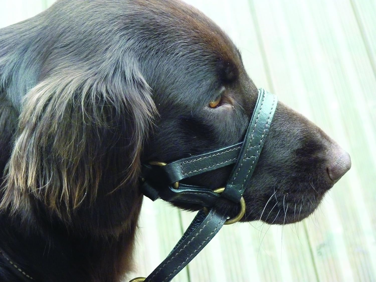 dogmatic headcollar near me