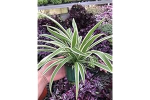 GENERIC Variegated Spider Plant - Extra-Large - Air-Purifying, Low Maintenance, Thrives in Home & Office - Perfect for Plant Enthusiasts - Live houseplant in Potting Soil - Chlorophytum comosum