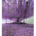 Live Purple Chinese Wisteria Seedling – 3+ Years Old, Fast-Growing Climbing Vine For Garden Or Bonsai 2 thumbnail image