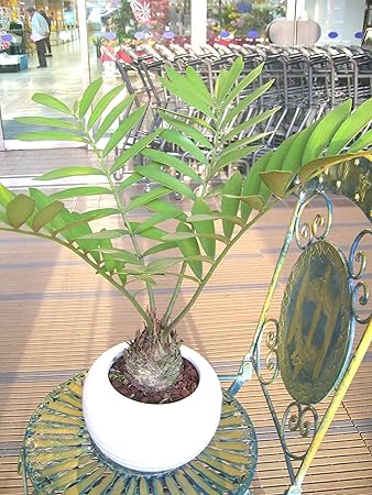 Amazon ザミアメキシコソテツ 観葉植物 通販 Amazon ザミアメキシコソテツ 観葉植物 通販