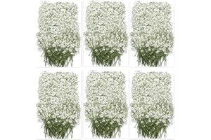 150PCS Dried Pressed Babys Breath Flowers Bulk, YouthBro Real Nature Ivory White Gypsophila Branches Bouquet for Resin Invitations Wedding Art Craft DIY Card Making
