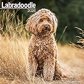 Labradoodle 2026 Calendar | Square MONDAY START Wall Calendar | Dog Breed Gift | Plastic Free Packaging | by Avonside Publishing