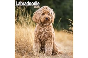 Labradoodle 2026 Calendar | Square MONDAY START Wall Calendar | Dog Breed Gift | Plastic Free Packaging | by Avonside Publishing