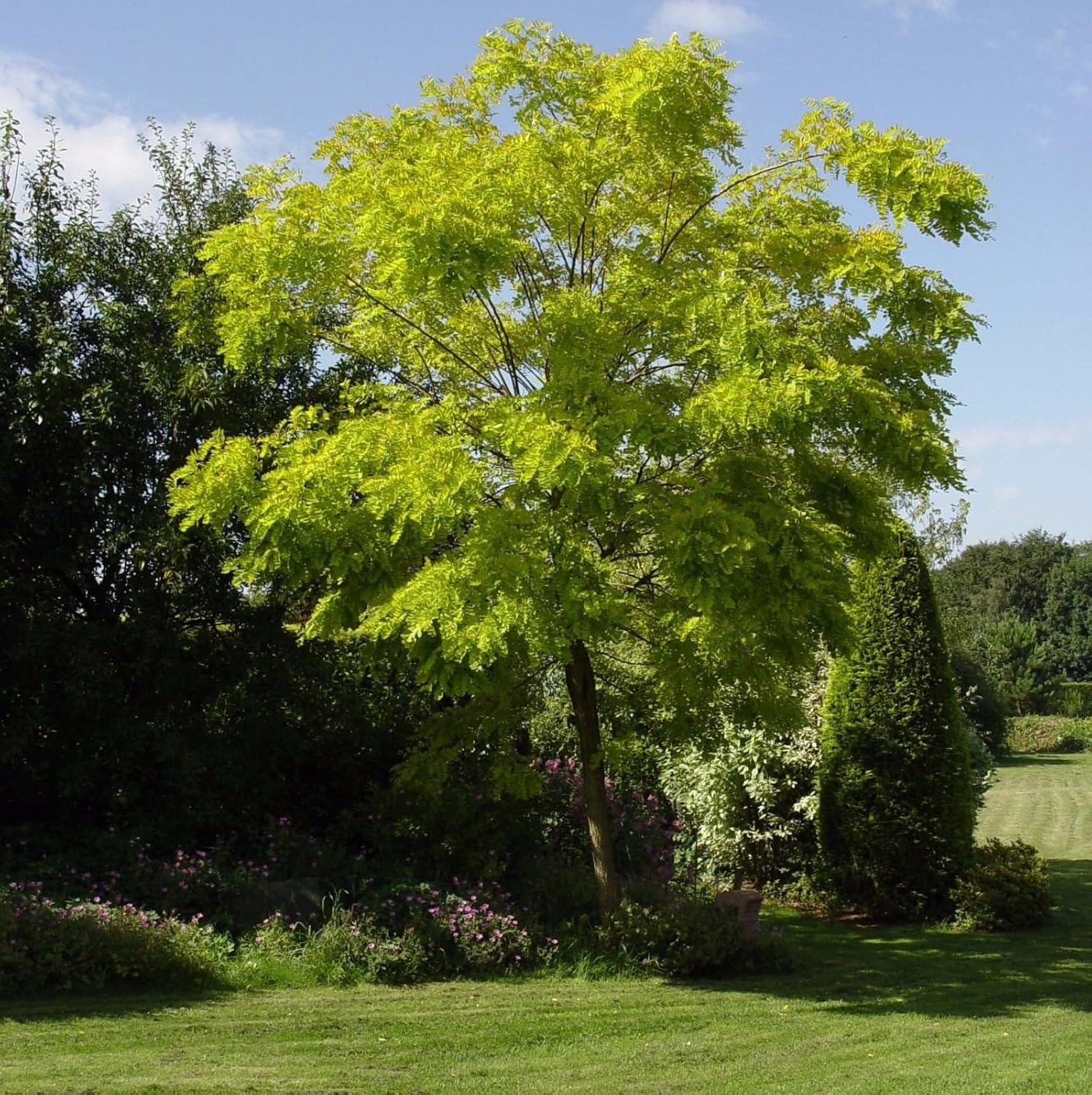 40+Seeds Robinia pseudoacacia Black Locust Tree Seeds Tree Seeds Home