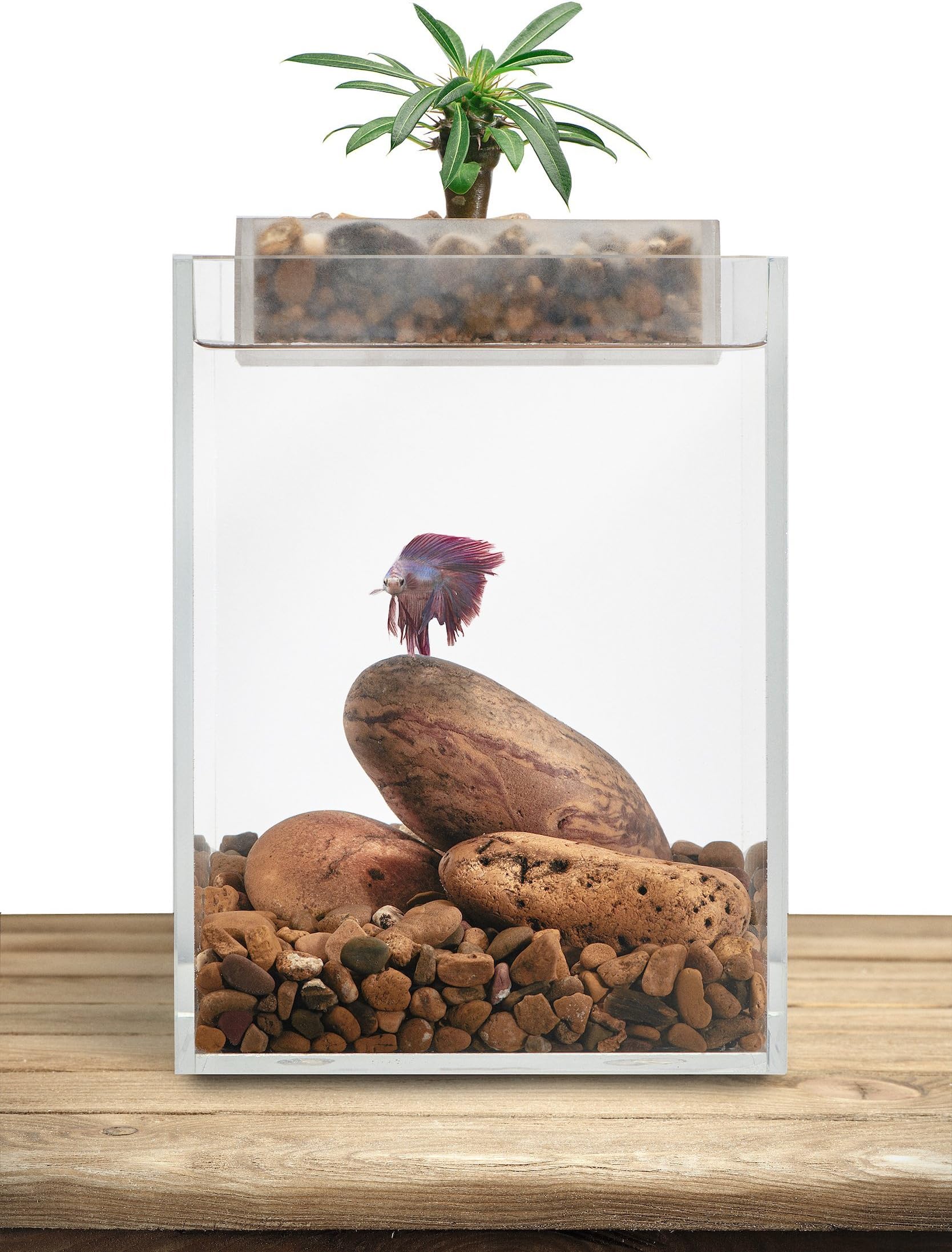 Ecoxotic Vita Natural Ecosystem for Plant Growth