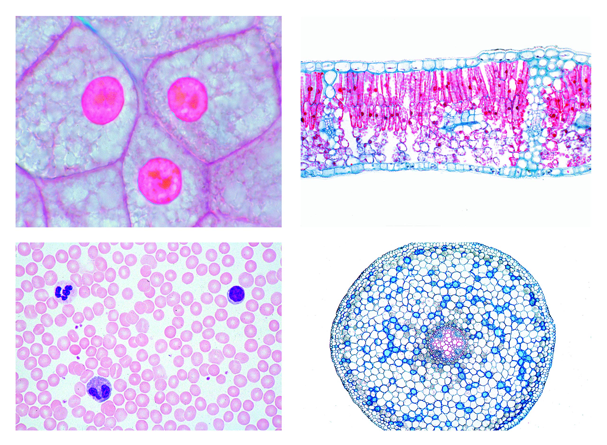 3B Scientific Biology Microscopy Micropräparates Series_ Embryonic development of a mammalian