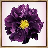 SIGNWIN Framed Canvas Wall Art Deep Purple and Yellow Dahlia Floral Flower Photography Realism Modern Closeup Colorful for Living Room, Bedroom, Office - 16