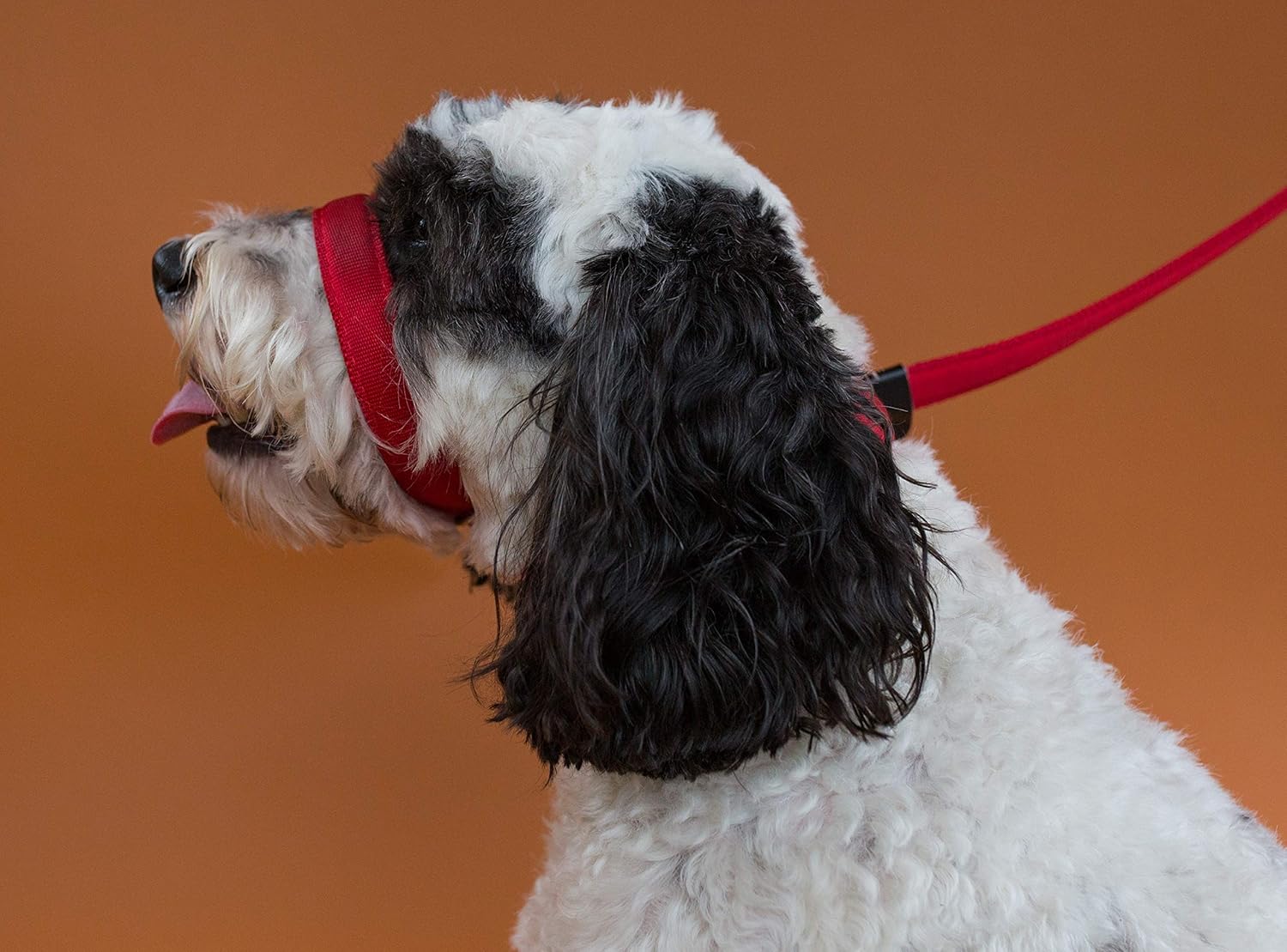 dog and field figure of 8 lead