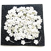 Tyga_Thai TH 50 Tiny Off White Color Flowers Embellishment with Thread stem Mulberry Paper Flowers Tiny Size 8 mm Craft Supplies Scrap Booking Embellishments for so Many Card Craft Projects