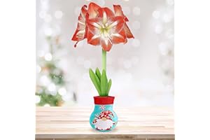 GSB GARDEN STATE BULB Garden State Bulb Gnome Sweater Amaryllis Flower Bulb, Minerva, 28/30cm, Perfect Holiday Gift!