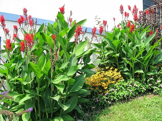 1061 10 To 15 Ft Exotic Giant Tropical Cannas 7 Seeds By Robsrareandgiantseeds Figures Amazon Canada