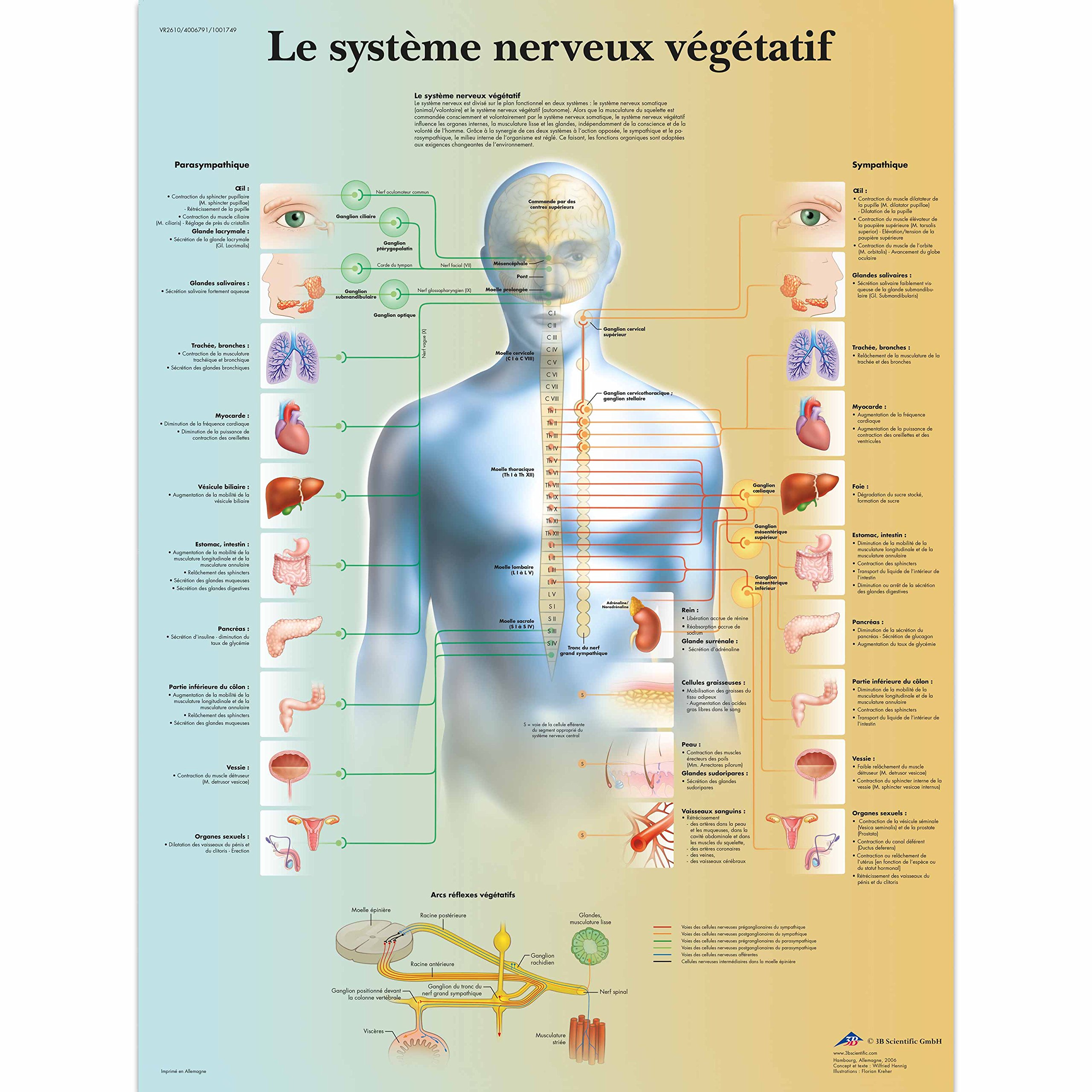 3B Scientific VR2610L "Le système nerveux végétatif" Anatomical Board, Yellow