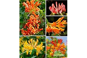 PEAVYTAILOR 200 Orange Honeysuckle Seeds Vine Fragrant Lonicera cilosa Bush Climbing Medicinal Honeysuckle Western Trumpet Flower