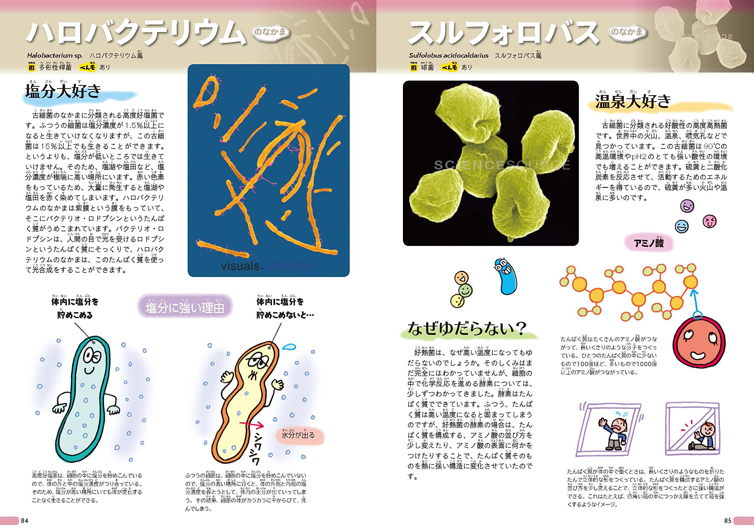 細菌 ずかん 鈴木 智順 本 通販 Amazon