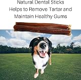 Britten & James 10 Thick Bulls Pizzles 12cm Dog Chews Natural Dental Sticks view 2