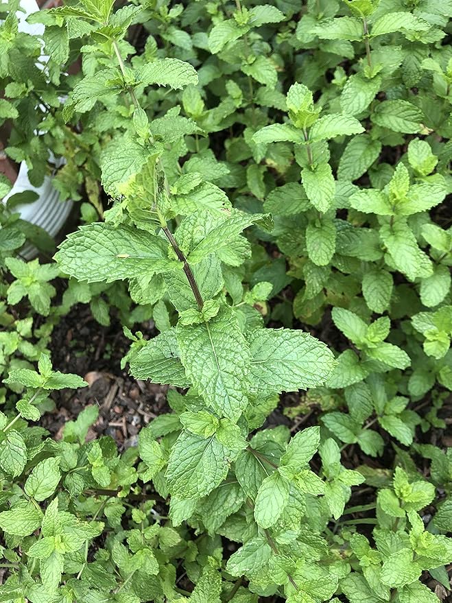 Mint Live Plant Garden &amp; Outdoor