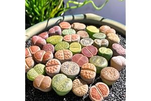 GENERIC Lithops Random Mix Rare Live Succulent Plants, 30/50/100 Pcs Succulent Live Plant, Bare Root Without Pot Soil, Garden Indoor Office, Friend Plant Lovers Gifts (Large)