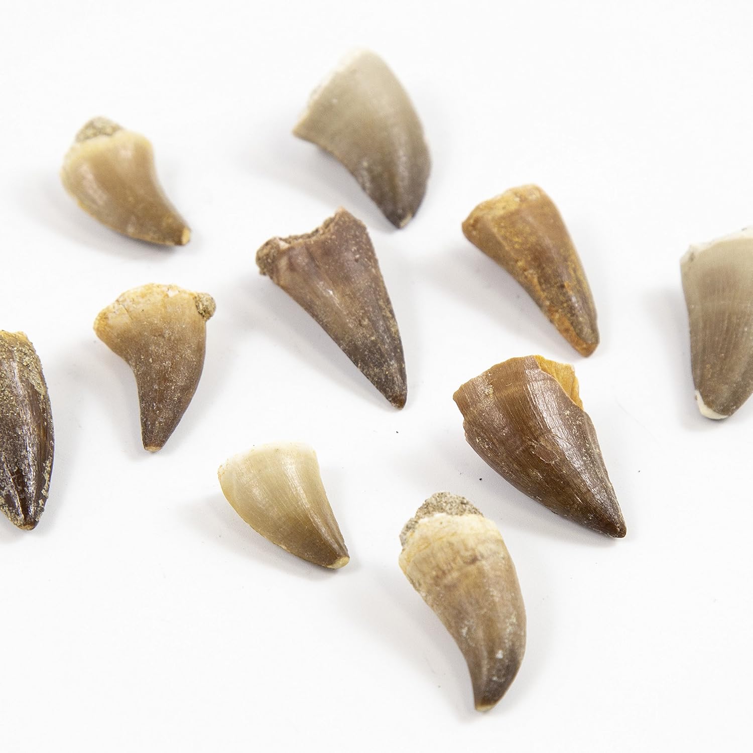 Museum Quality Mosasaurus Teeth - Genuine Mosasaur Dinosaur Tooth from the Late Cretaceous Period - A-Grade Dinosaur Fossils (Set of 10)