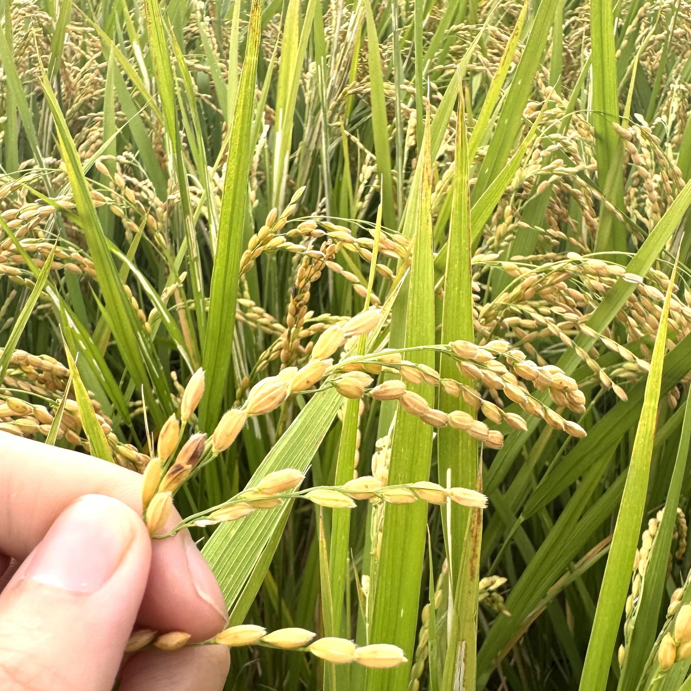 福岡県産 令和7年 玄米 5kg 元気つくし 無農薬 土の薬膳 ミネラルたっぷり 乳酸菌で育てました商品画像