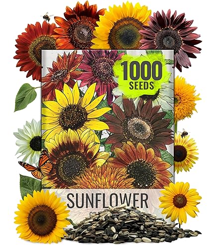 Sunflower " Sun King " Exotic 30 Flower Seeds – M-Tech Gardens