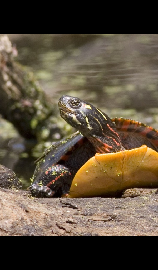 Painted Turtle Wallpaper &ndash; HD Wallpapers of Painted Turtles!:Amazon