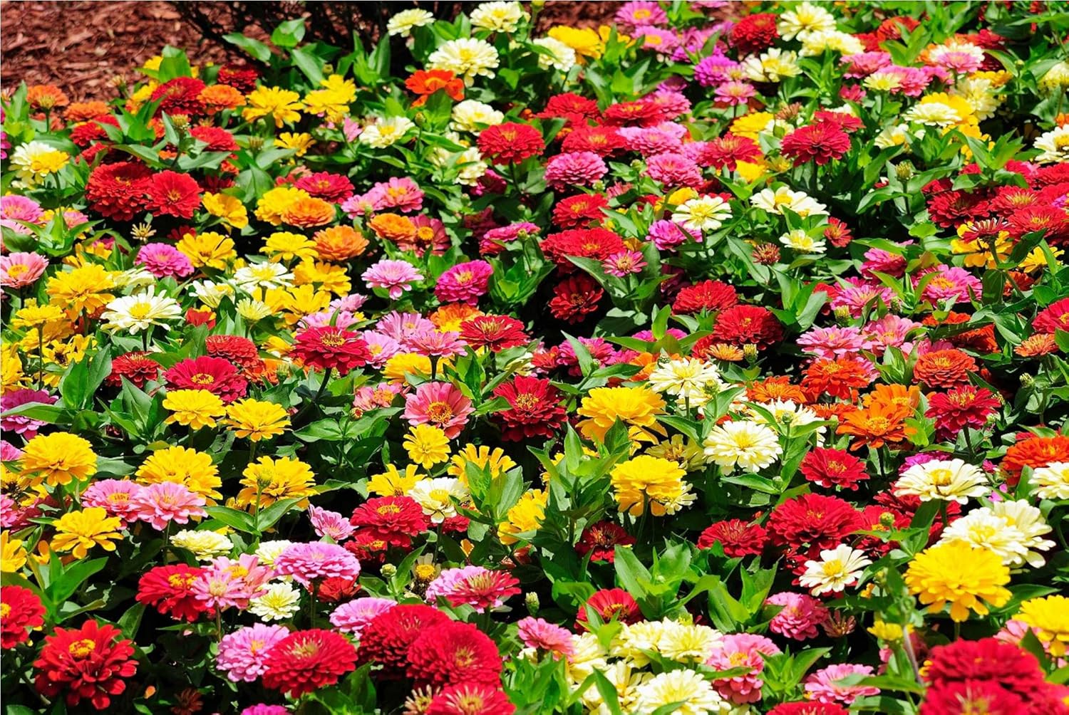 Zinnia, Thumbelina Mix Annual Seeds Zinnia Plants