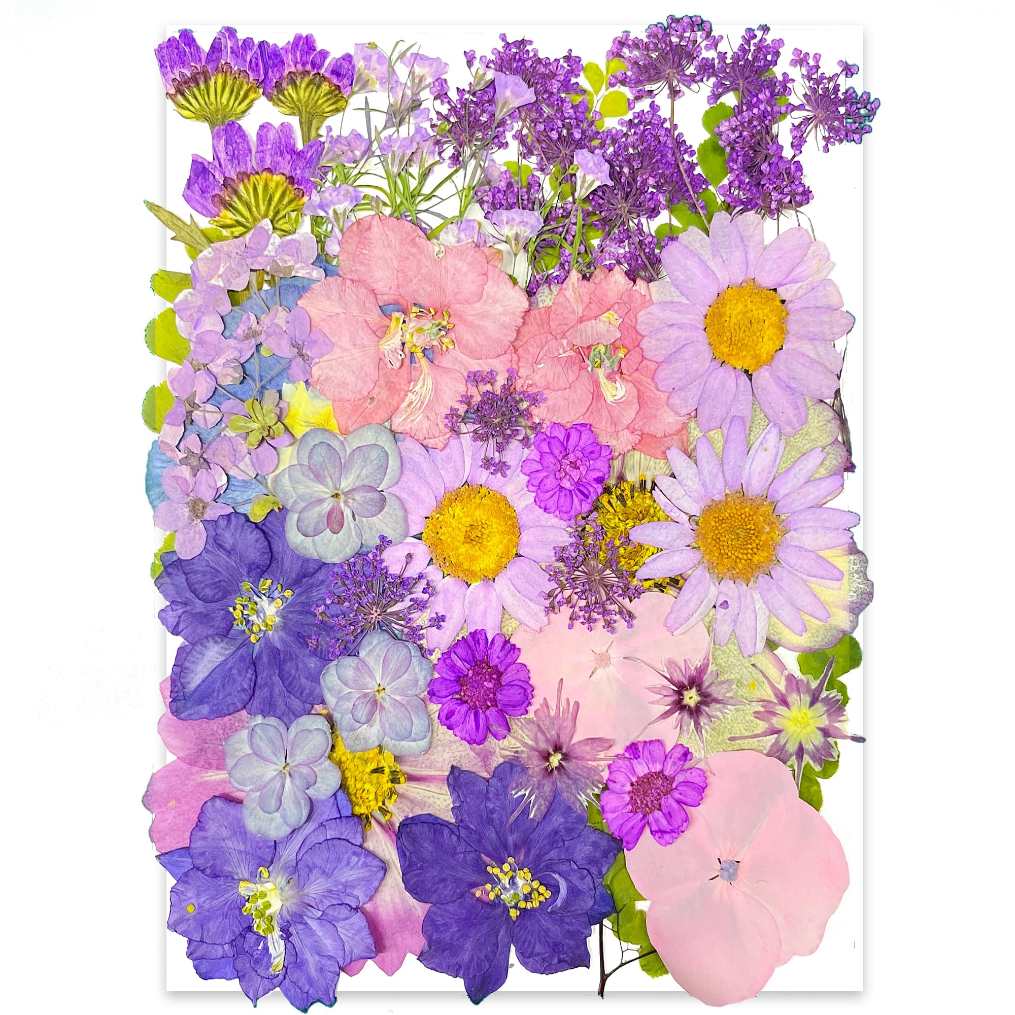 YoothBro 40pcs Purple Dried Pressed Flowers for Resin Molds,Real Natural Pressed Flowers for DIY Art Crafts,Candle Making, Nails Décor,Soap Making, Phone Case