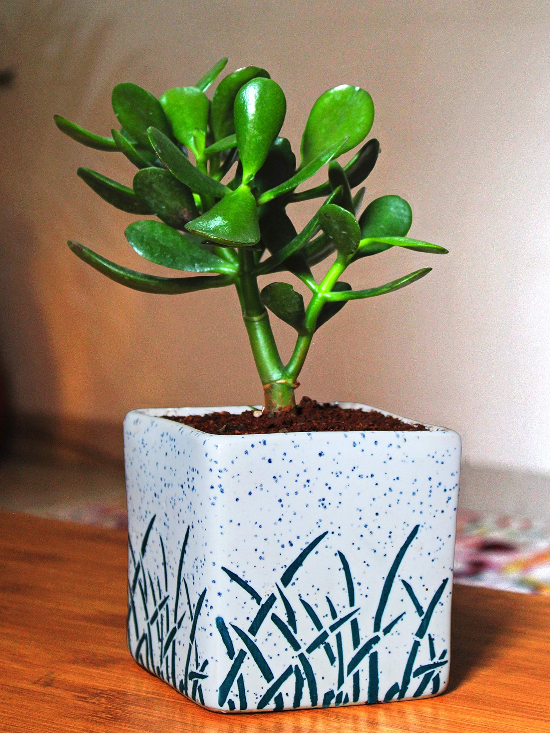 Rolling Nature Crassula Ovata Jade Plant with Ceramic Pot (White, Green, 1 Piece)