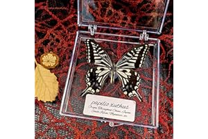 WEI-SECRET Real Taxidermy Butterfly - Butterfly Specimen Artwork Material Decor, Taxidermy Animals Transparent Box Multiple Choice (Black Butterfly Gift)