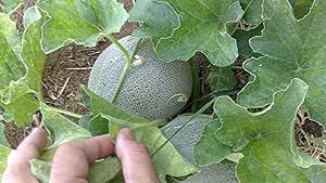 cucumis melo yubari king