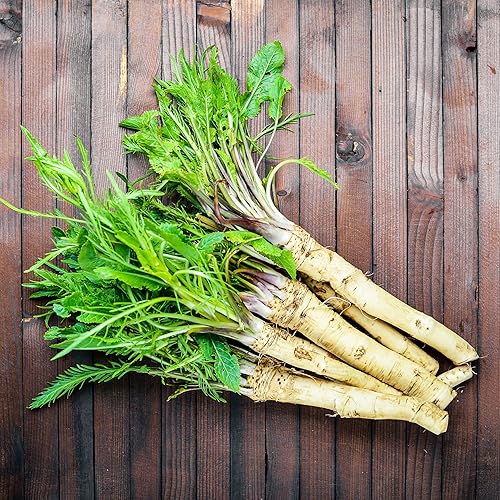 YEGAOL Garden 200Pcs Horseradish Seeds Armoracia Rusticana, Red Cloe,  Pepper Root Perennial Vegetable Seeds GMO Free Garden Containers Outdoor in  Saudi Arabia | Whizz Vegetables