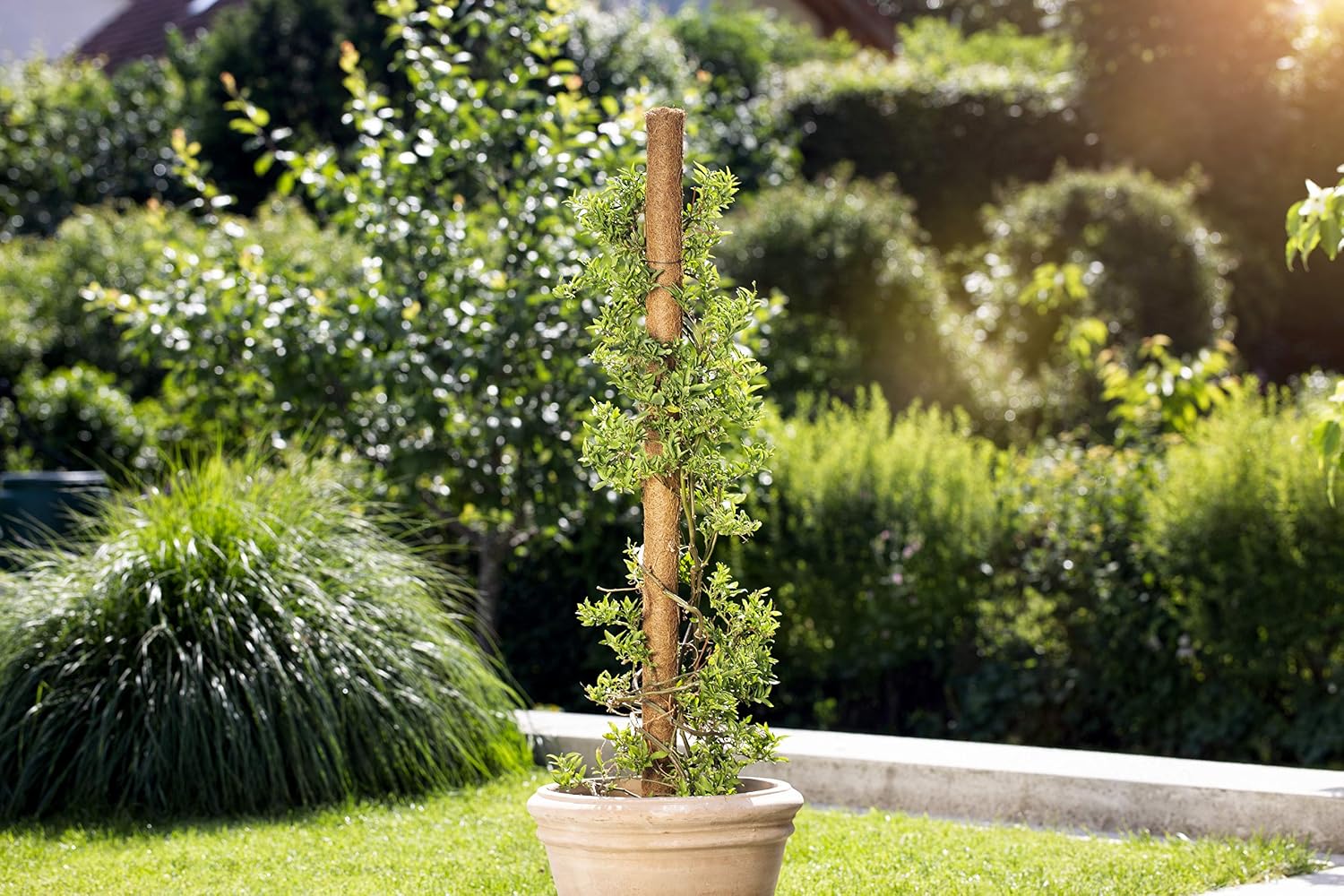 Windhager 05660 - Guía para Plantas (Extensible, Fibra de Coco, 60 ...