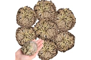 EQUSYM 7 Pack Rose of Jericho Dried Plants - Rosa de Jerico Original, Dried Fern Like Scale Leaf Prayer Plants for Spiritual Purification, Home Decor