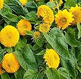 RattleFree Sunflower Seeds for Planting | Heirloom