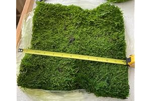 Prefleur Preserved Sheet Moss Natural Green Decorative Real Natural Green DIY Kit Gardenning Art Wall Decor Florist Decor Easter Table Decor Wedding 2 sq.ft.Green-B