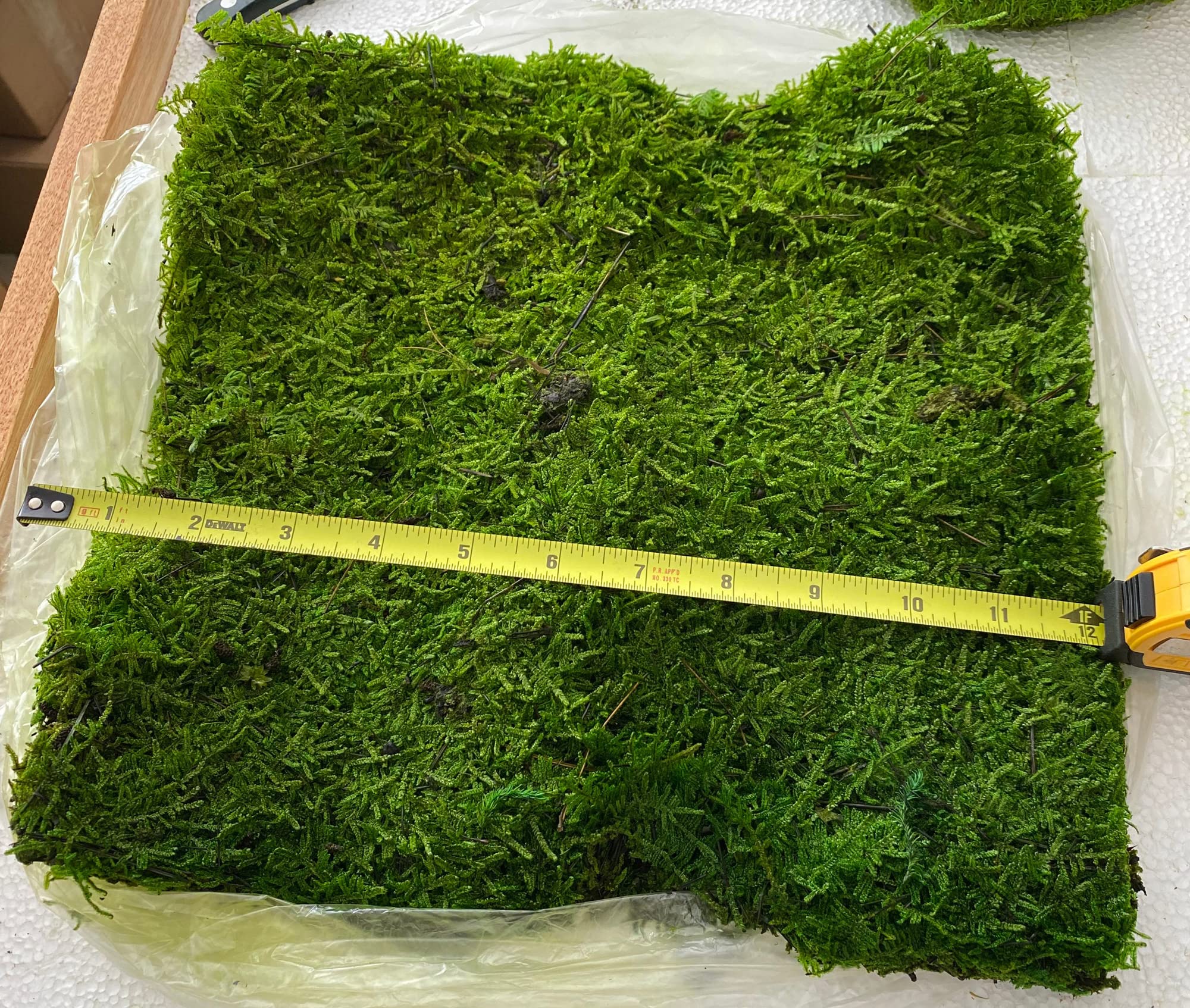 Bulk Wholesale Preserved Sheet Moss Sheet Moss Bun Moss Cushion Moss Natural Green Decorative Real Terrariums(2 sq.ft.) (Green-B)