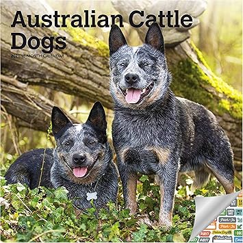 blue heeler accessories