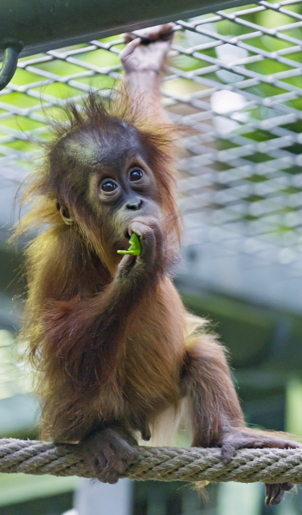 Amazon com Orangutan Wallpaper HD Wallpapers of Amazon com Orangutan Wallpaper HD Wallpapers of