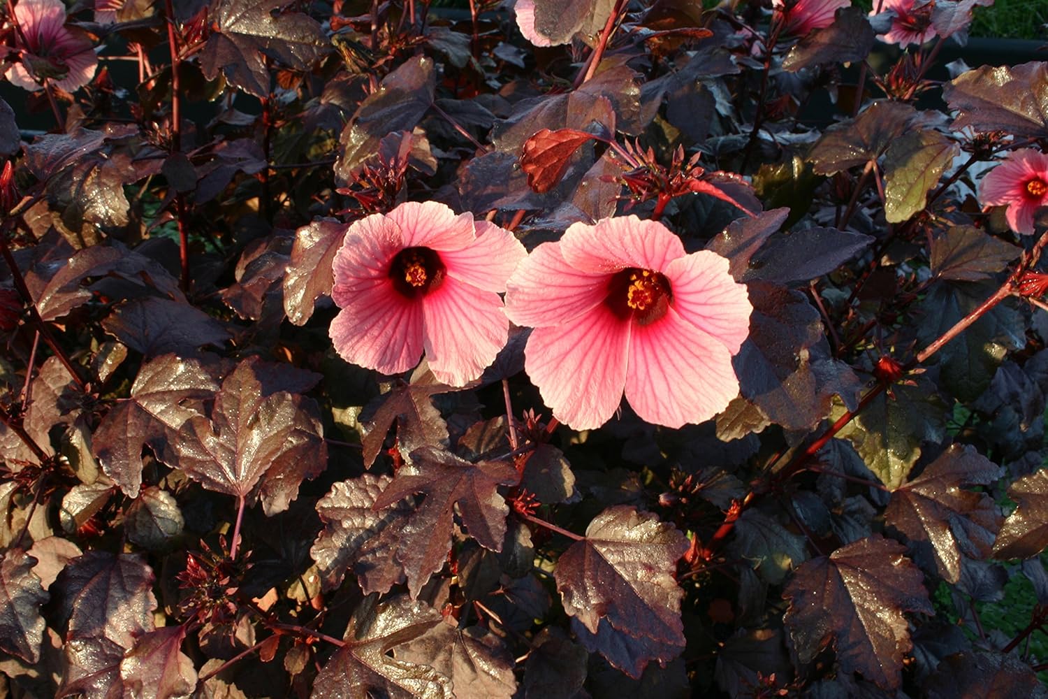 POND PLANT, WATER HIBISCUS, RED NIGHT
